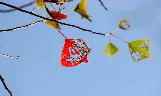 喜欢他人,为他人点赞