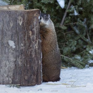 土拨鼠预测今个冬季有长有短 安省的春季会较快到来