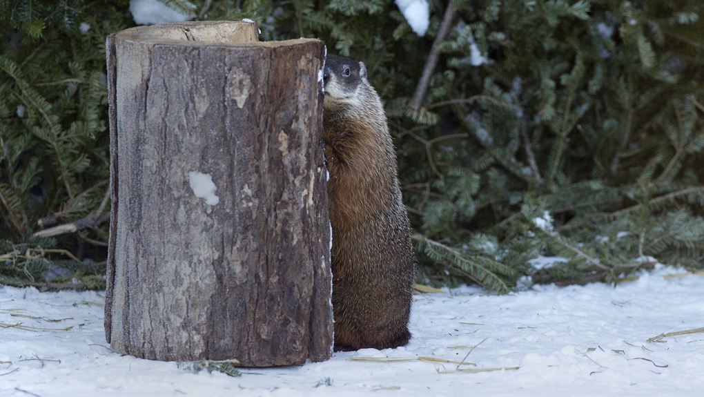 土拨鼠预测今个冬季有长有短 安省的春季会较快到来