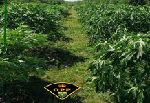 大多伦多区17名华裔男子因非法种植6大麻场而被捕