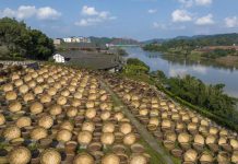 走进四川泸州先市古镇探访酱油酿造作坊